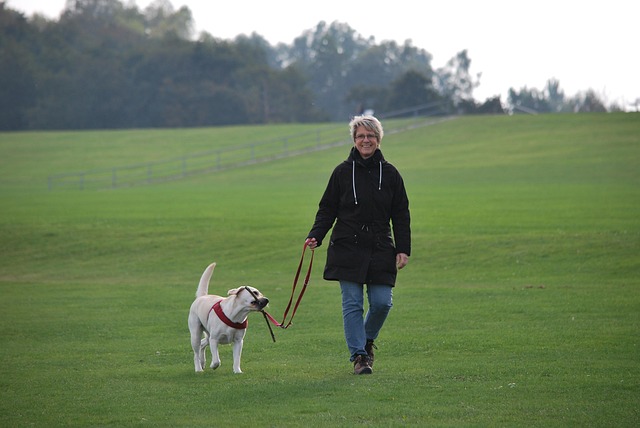 Friendly dog walking outdoors with owner in a park setting