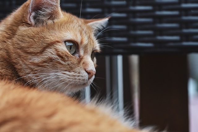 Orange tabby cat relaxing on a cozy sofa in a modern apartment