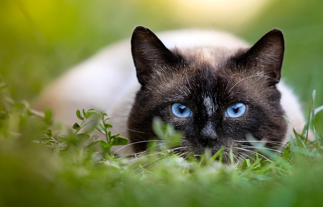 Interactive pet compatibility test being taken on screen during educational webinar