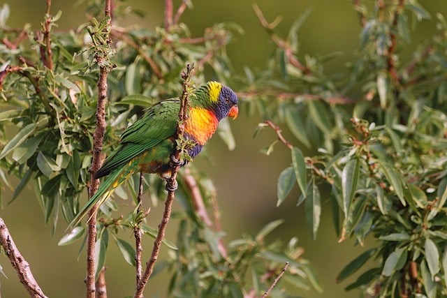 Colorful parrot perched on a stand interacting with enrichment toys