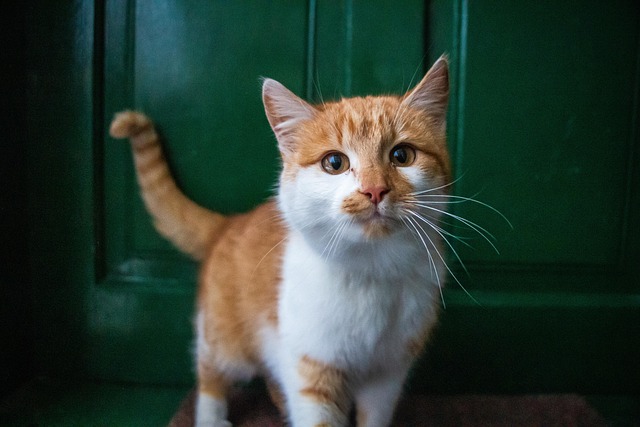 Veterinary care cost comparison chart for different pet species in 2026