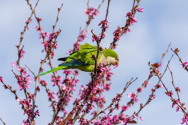 Colorful parrot perched on a branch in sunlight